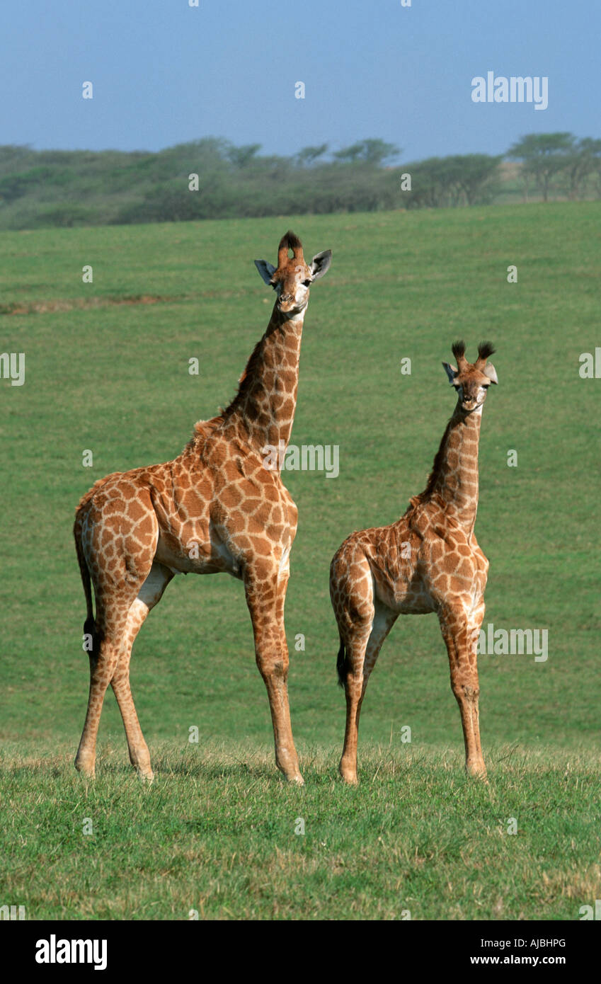 Jeune Girafe (Giraffa camelopardalis) paire à l'Affût Banque D'Images
