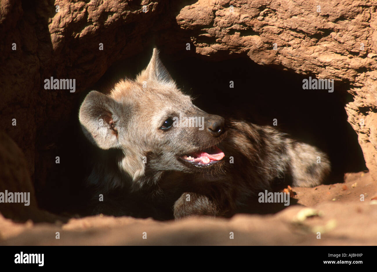 L'Hyène tachetée (Crocuta crocuta) Pup scrutant de Den Banque D'Images