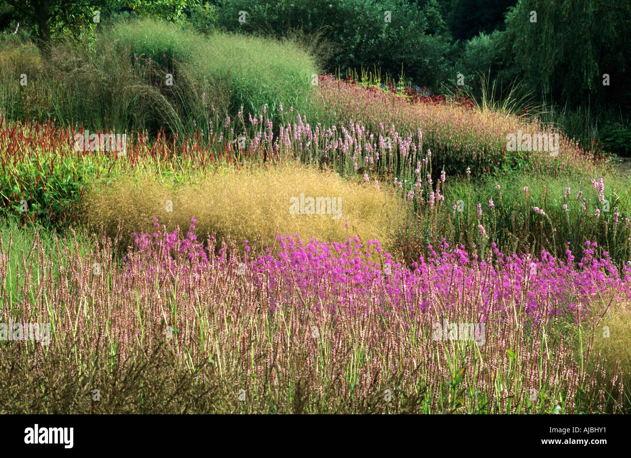 Pensthorpe Millenium Garden Août Sept Herbes Lythrum Piet Oudolf designer Banque D'Images