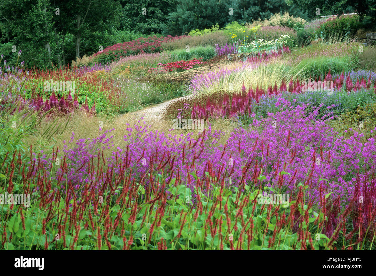 Pensthorpe Jardin Millenium Lythrum Persicaria Graminées Astilbe Banque D'Images