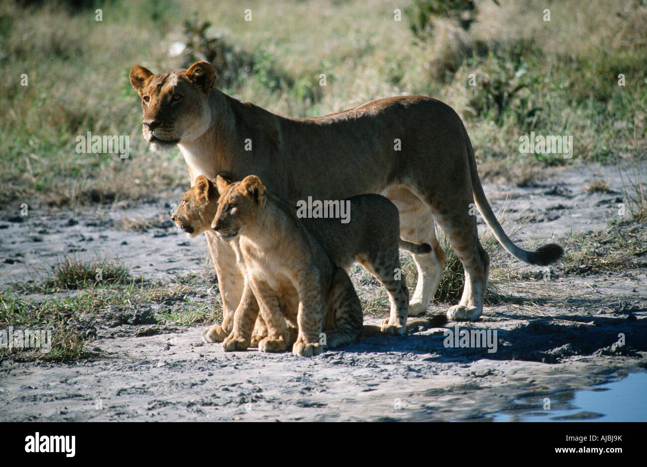 Lioness (Panthera leo) et d'oursons sur Bush Plain Banque D'Images