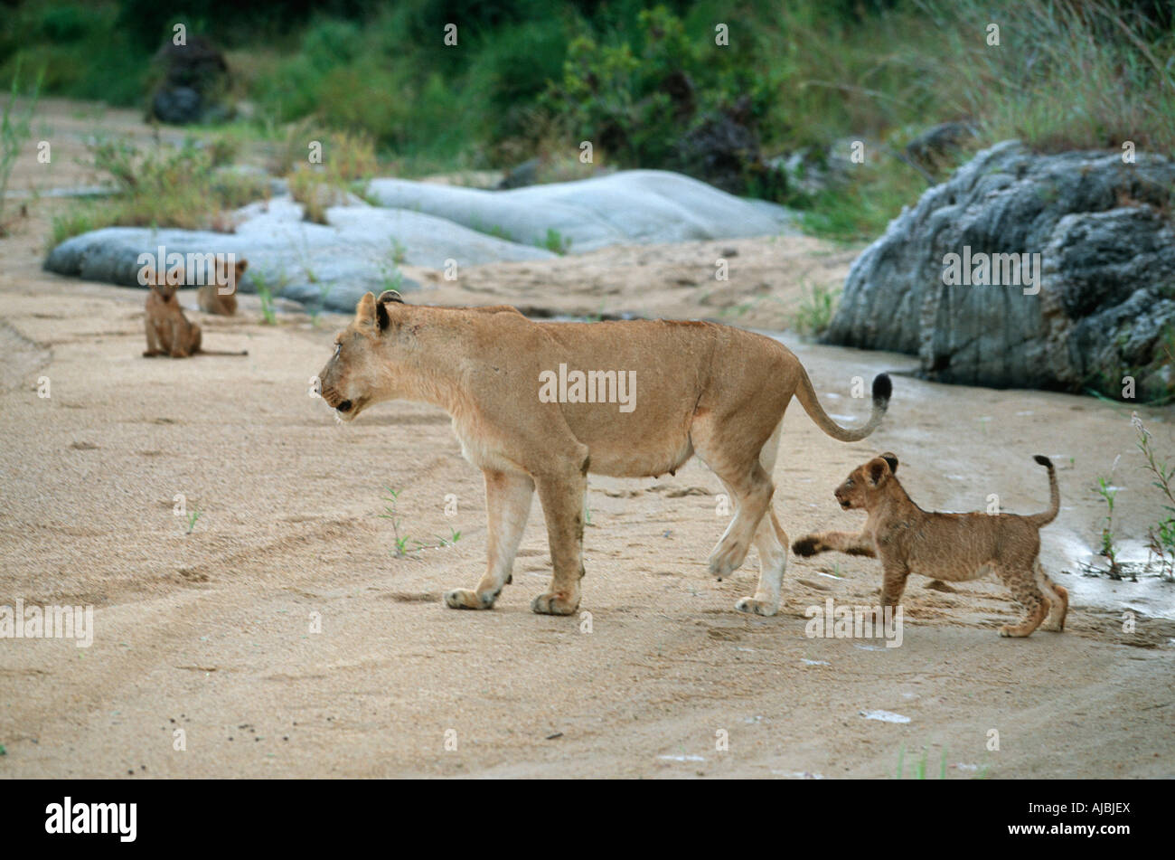 Lion (Panthera leo) jouant avec ses pattes de la mère Banque D'Images