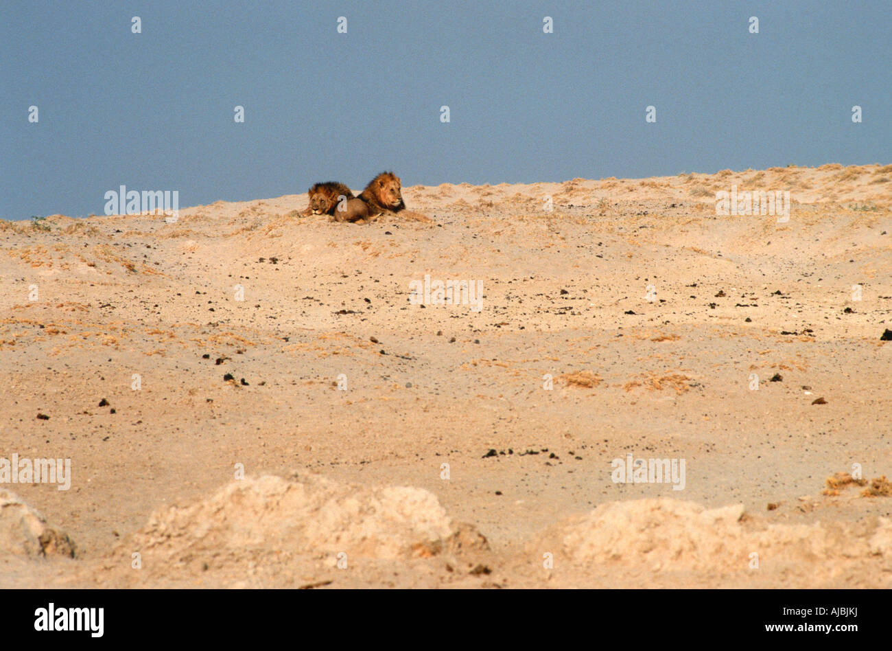 Deux hommes lions (Panthera leo) située à côté de l'autre sur une dune de sable Banque D'Images