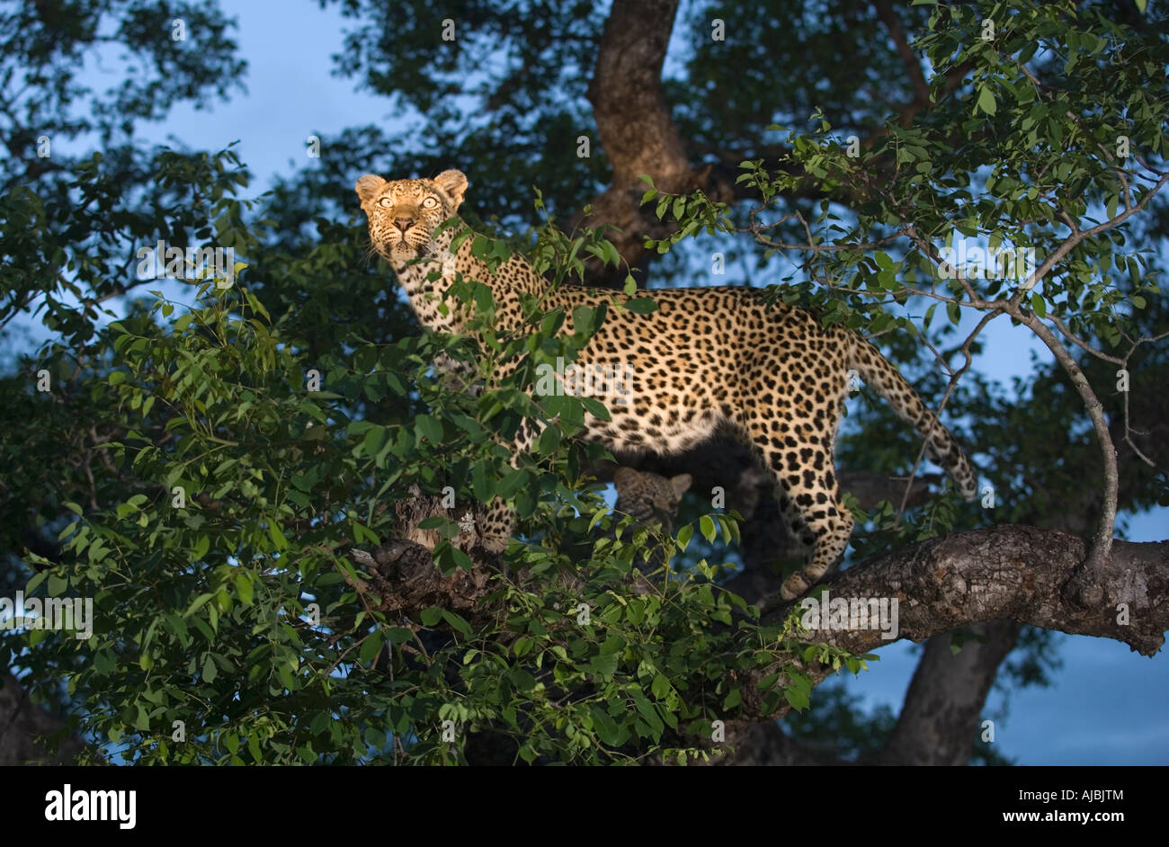 Leopard (Panthera pardus) dans un arbre, à l'Affût Banque D'Images