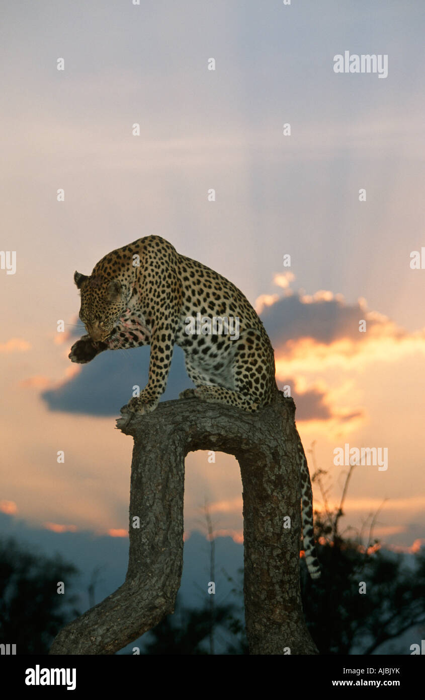 Portrait d'un Léopard (Panthera pardus) Licking Paw et c'est assis sur une branche d'arbre au coucher du soleil Banque D'Images