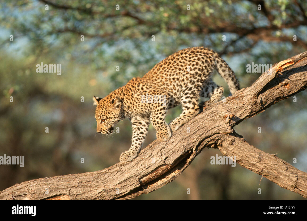 Leopard (Panthera pardus) Cub Walking on Tree Branch Banque D'Images