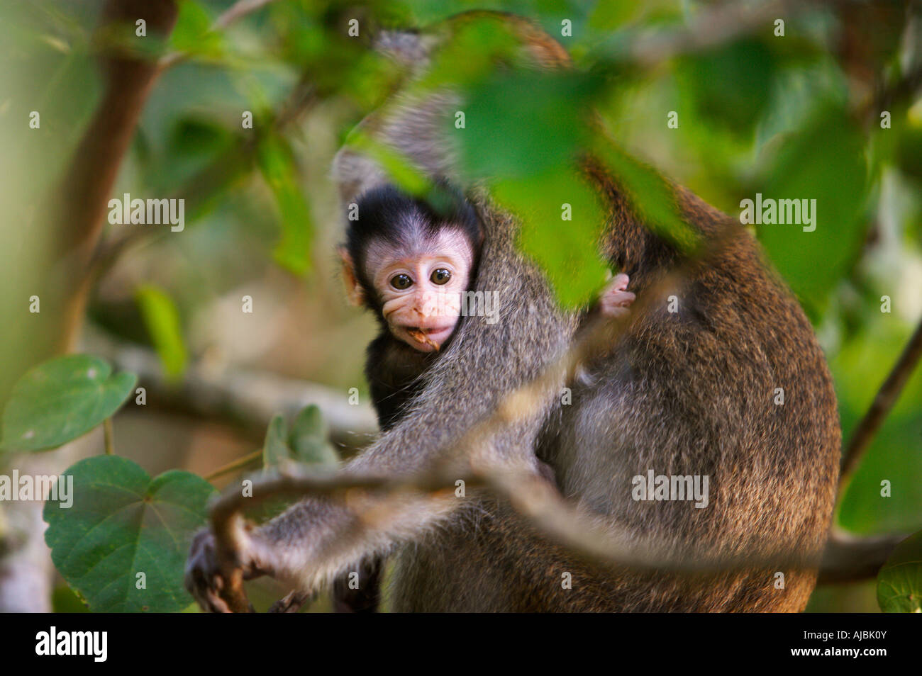 Singe Macaque (Macaca Long-Tailed fascidularis) Holding Baby in Tree Banque D'Images