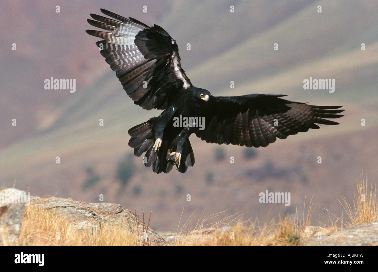 Portrait d'un de verreaux (noir) de l'Aigle (Aquila verreauxii) Landing Banque D'Images