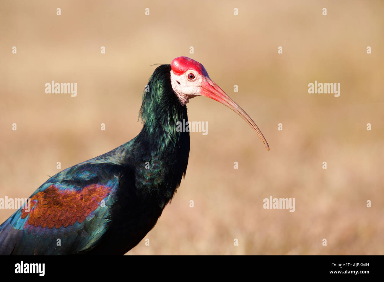 Vue latérale Ibis chauve (Geronticus calvus) Banque D'Images
