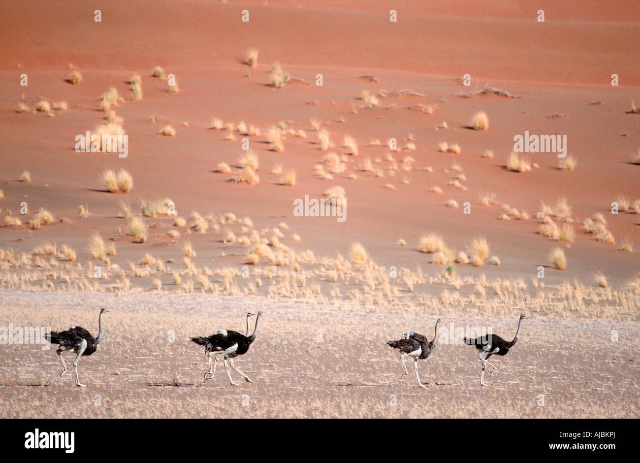 Autruche (Stuthio camelus) s'exécutant dans Paysage de désert Banque D'Images