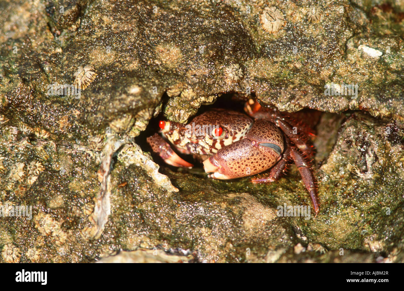 Le Crabe commun (Cancer irroratus) Cachés dans les crevasses Banque D'Images