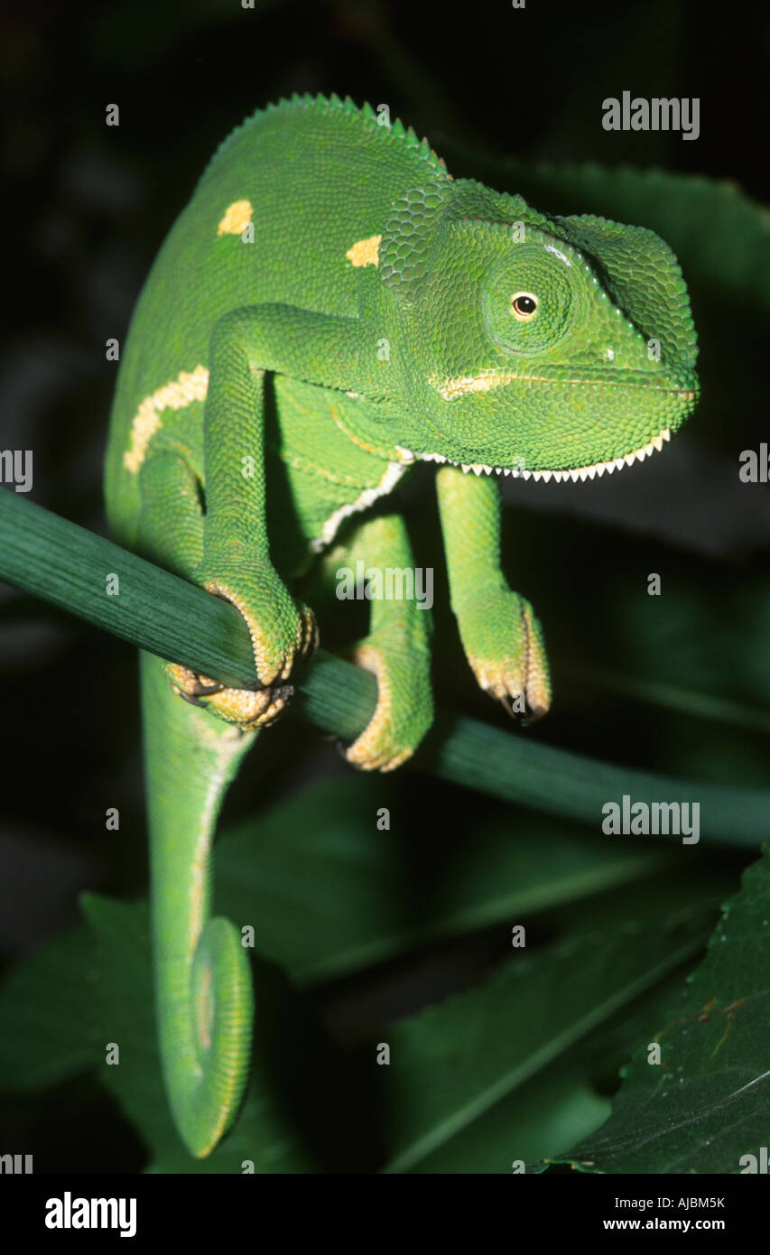 Close-up d'un caméléon vert (chamaeleonides Chamaeleolis) sur une branche Banque D'Images