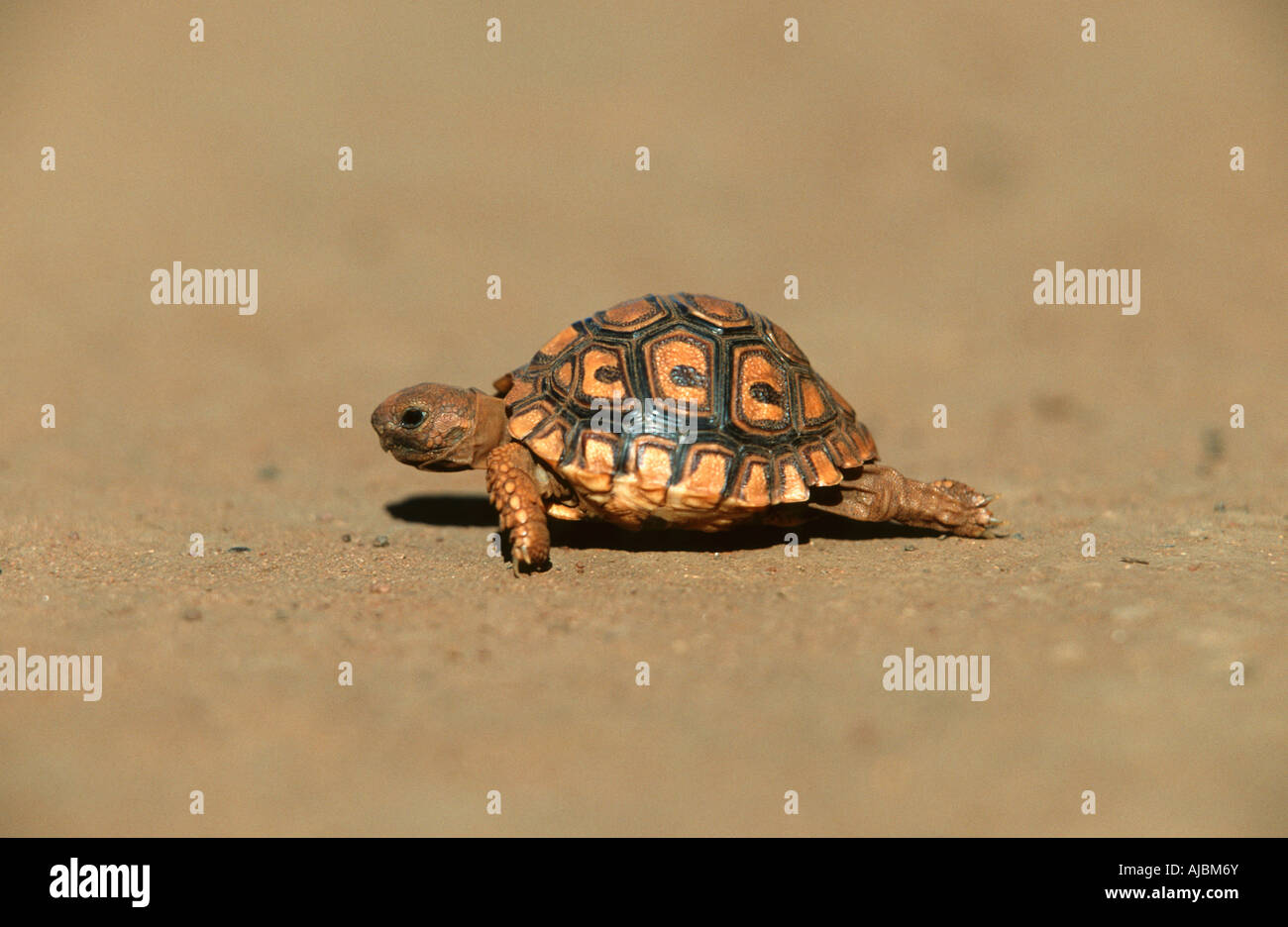 Bergskilpad Bebe Tortue Montagne Geochelone Pardalis Marchant Sur Une Route De Terre Photo Stock Alamy Bergskilpad Bebe Tortue Montagne Geochelone Pardalis Marchant Sur Une Route De Terre Photo Stock Alamy