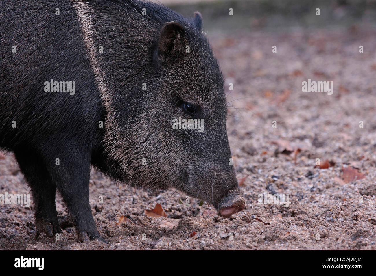 Fourrage de Peccary (Pecari tajacu) pour la nourriture Banque D'Images