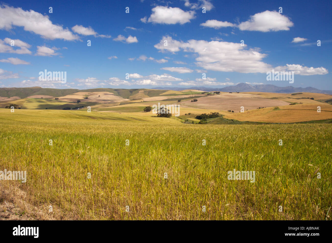 Vue paysage de terres agricoles avec des montagnes en arrière-plan Banque D'Images