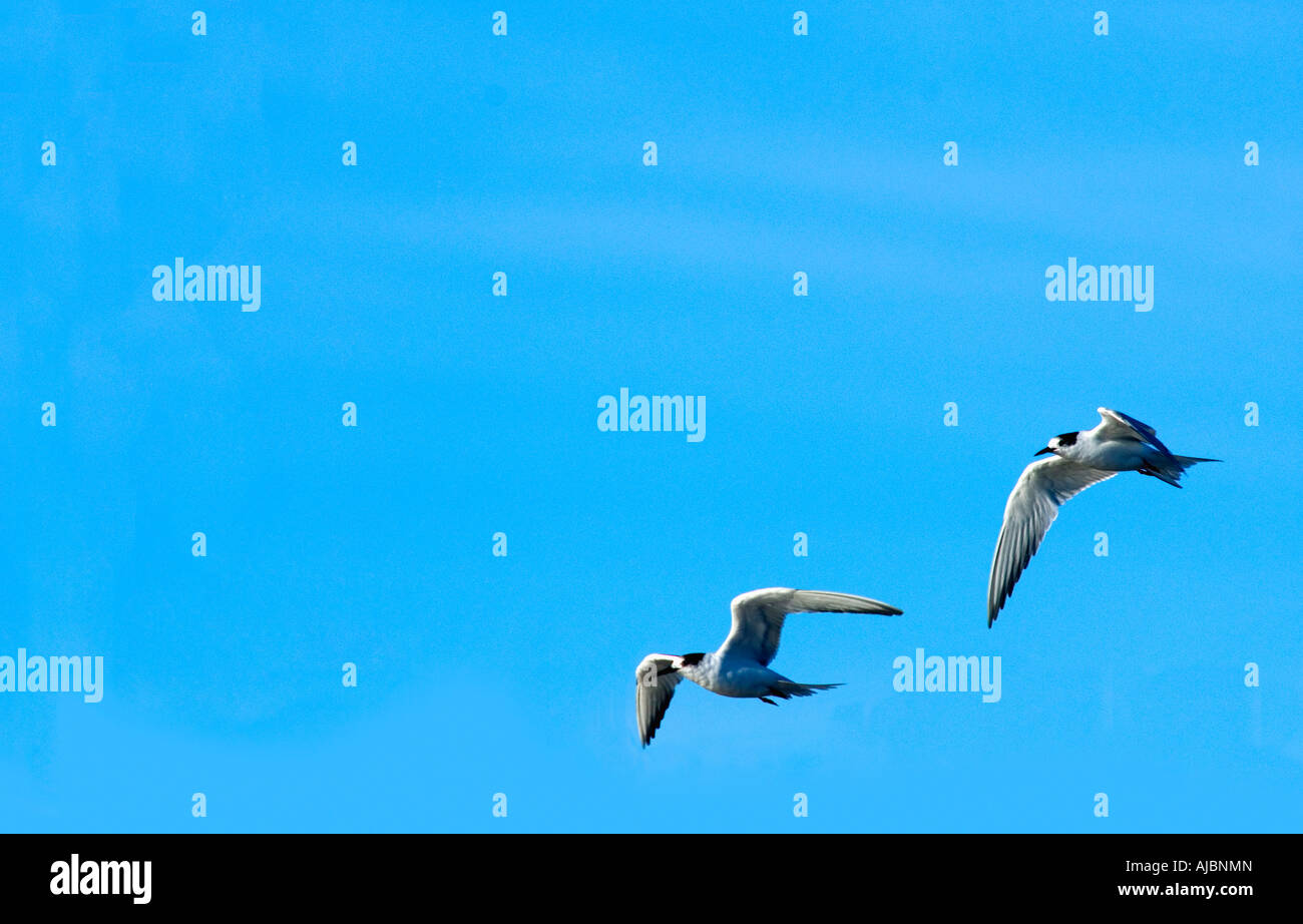 Une paire de Sternes communes (Sterba hirundo) battant côte à côte Banque D'Images