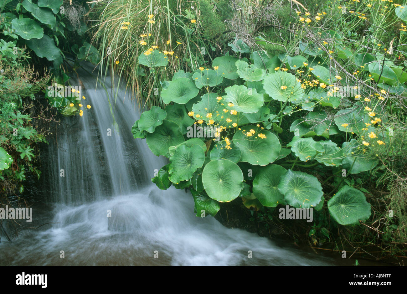 Vue panoramique d'une cascade tranquille Banque D'Images