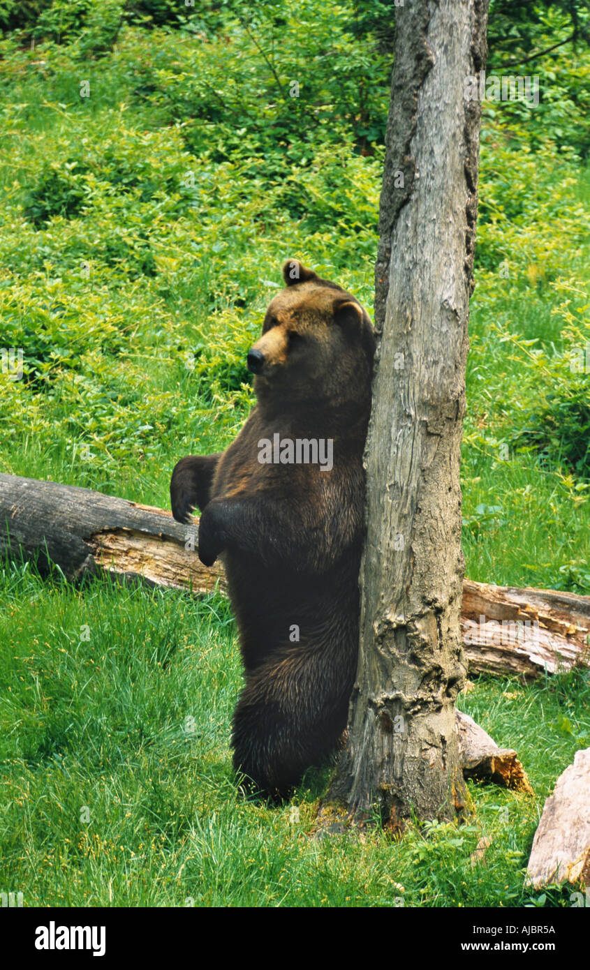 Ours brun (Ursus arctos), gratter le dos Banque D'Images