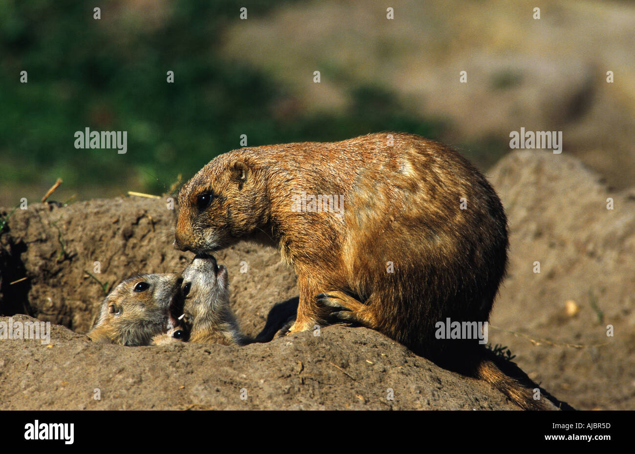 Chien de prairie, des plaines du chien de prairie (Cynomys ludovicianus), Femme avec trois nouveau-nés Banque D'Images