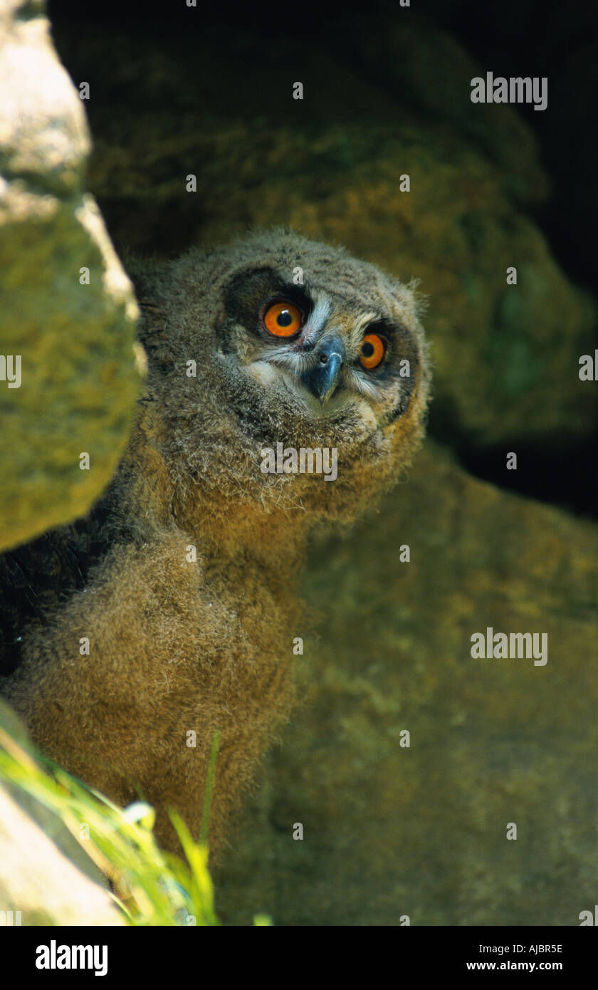 Le nord du grand-duc (Bubo bubo), pop à la recherche d'une crevasse, Allemagne, Rhénanie du Nord-Westphalie Banque D'Images