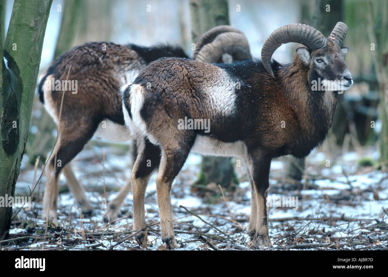 Mouflon (Ovis musimon), des béliers dans la neige Banque D'Images