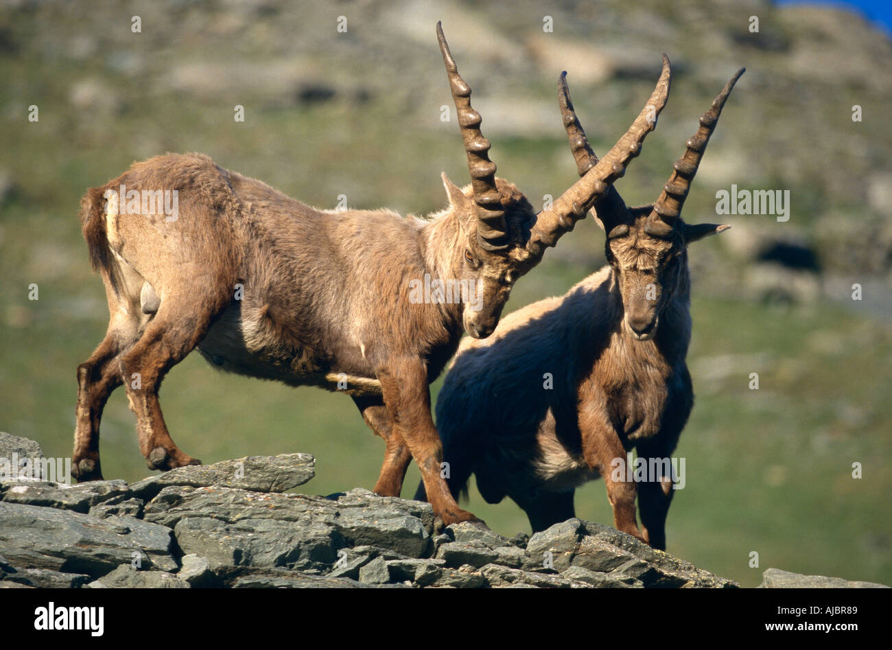 Bouquetin des Alpes (Capra ibex), deux mâles, Autriche Banque D'Images