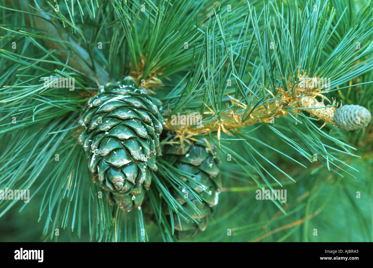 David's, pin blanc chinois pin (Pinus armandii), branche avec les cônes Banque D'Images