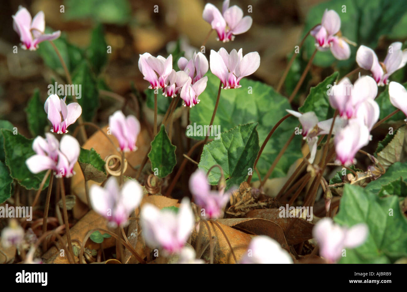 Cyclamen à feuilles de lierre, hardy cyclamen hederifolium Cyclamen (cyclamen, hederaefolium, Cyclamen neapolitanum), blooming Banque D'Images