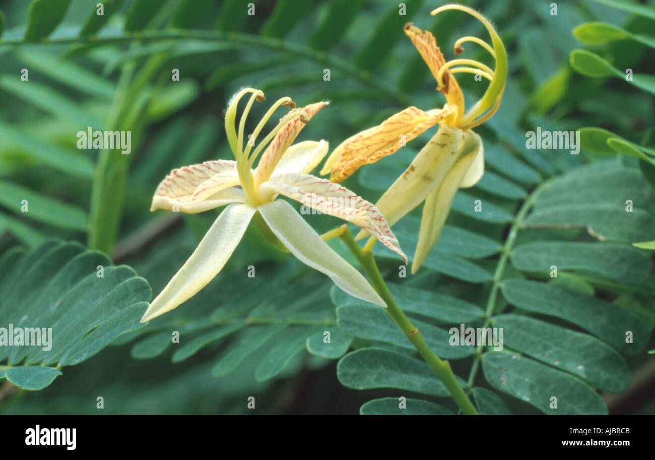 Le tamarinier (Tamarindus indica), fleurs Banque D'Images