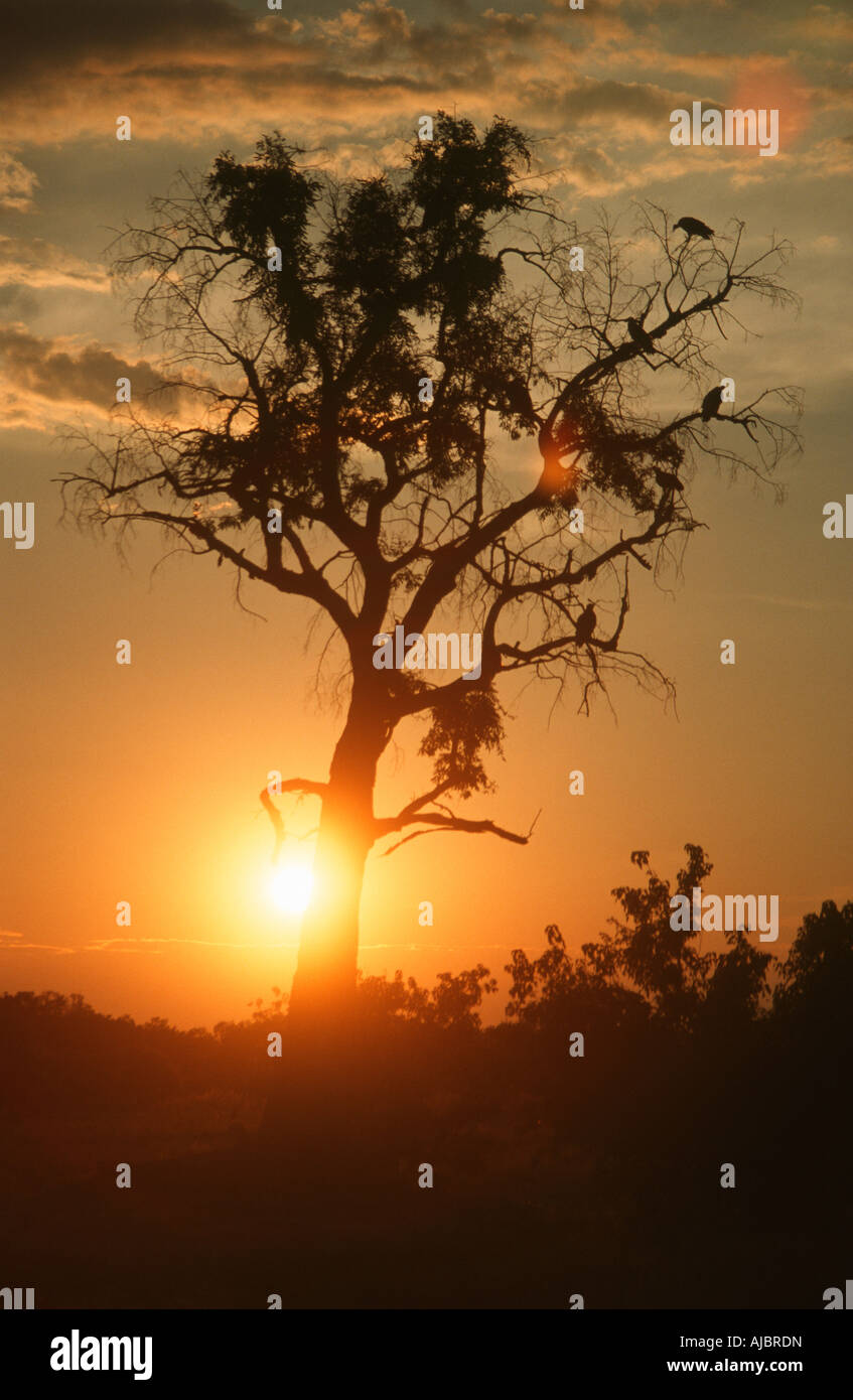 Portrait d'une silhouette d'un arbre au coucher du soleil Banque D'Images