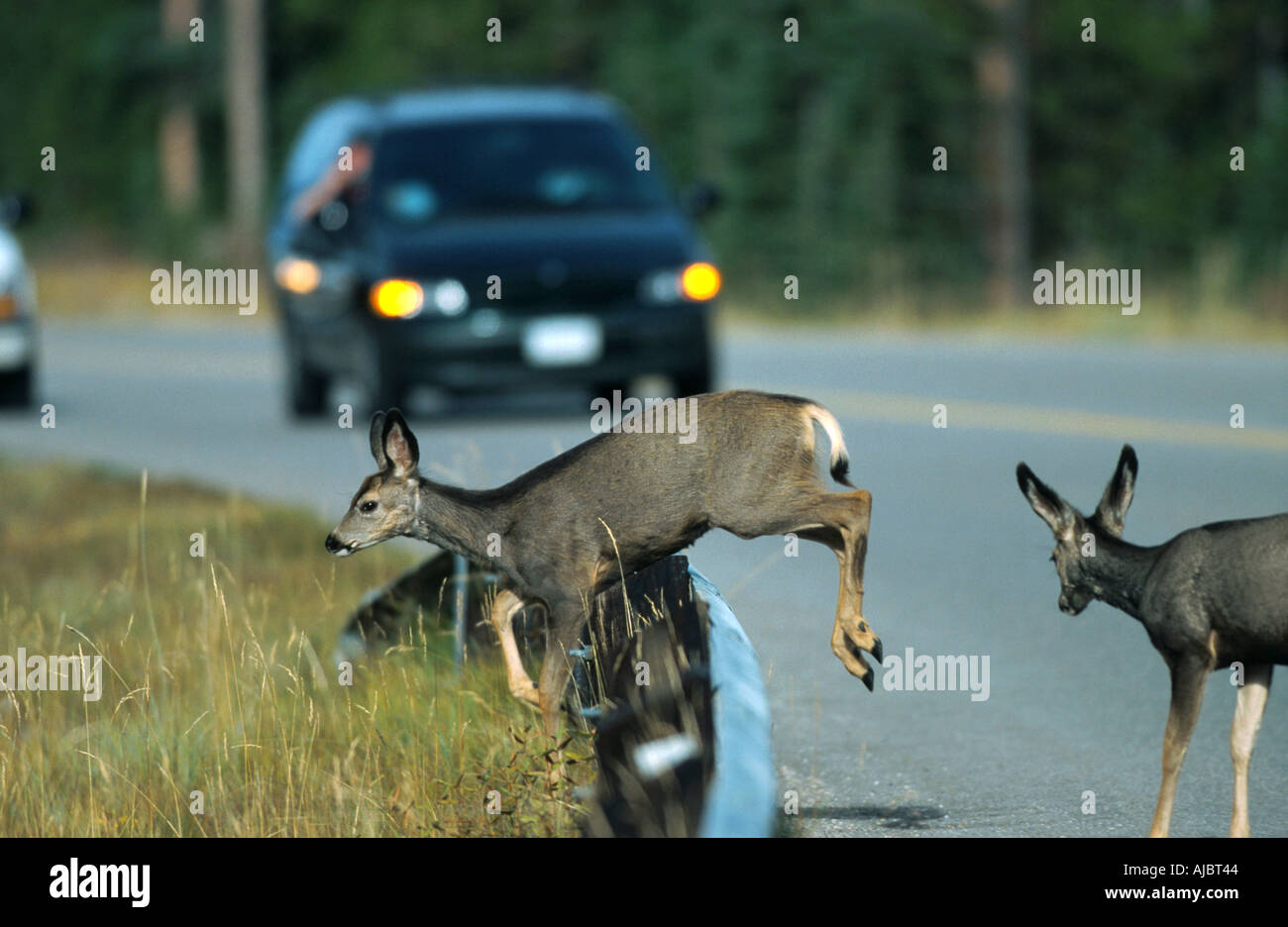 Le cerf mulet, le cerf à queue noire (Odocoileus hemionus), les femelles crossing street, Canada, Alberta Banque D'Images