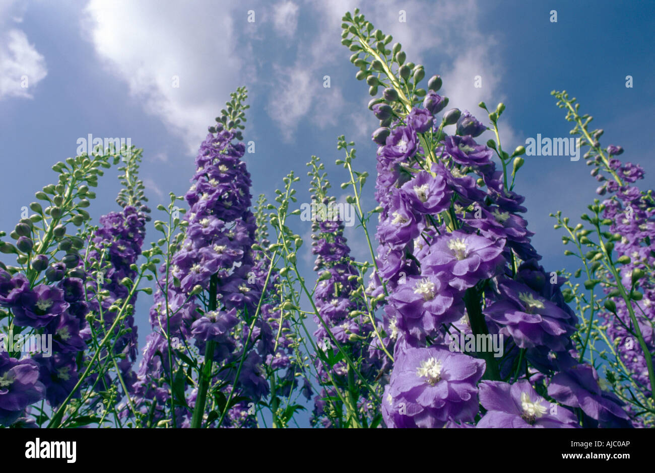 Low Angle View of Purple Delphiniums Against a Blue Sky Banque D'Images
