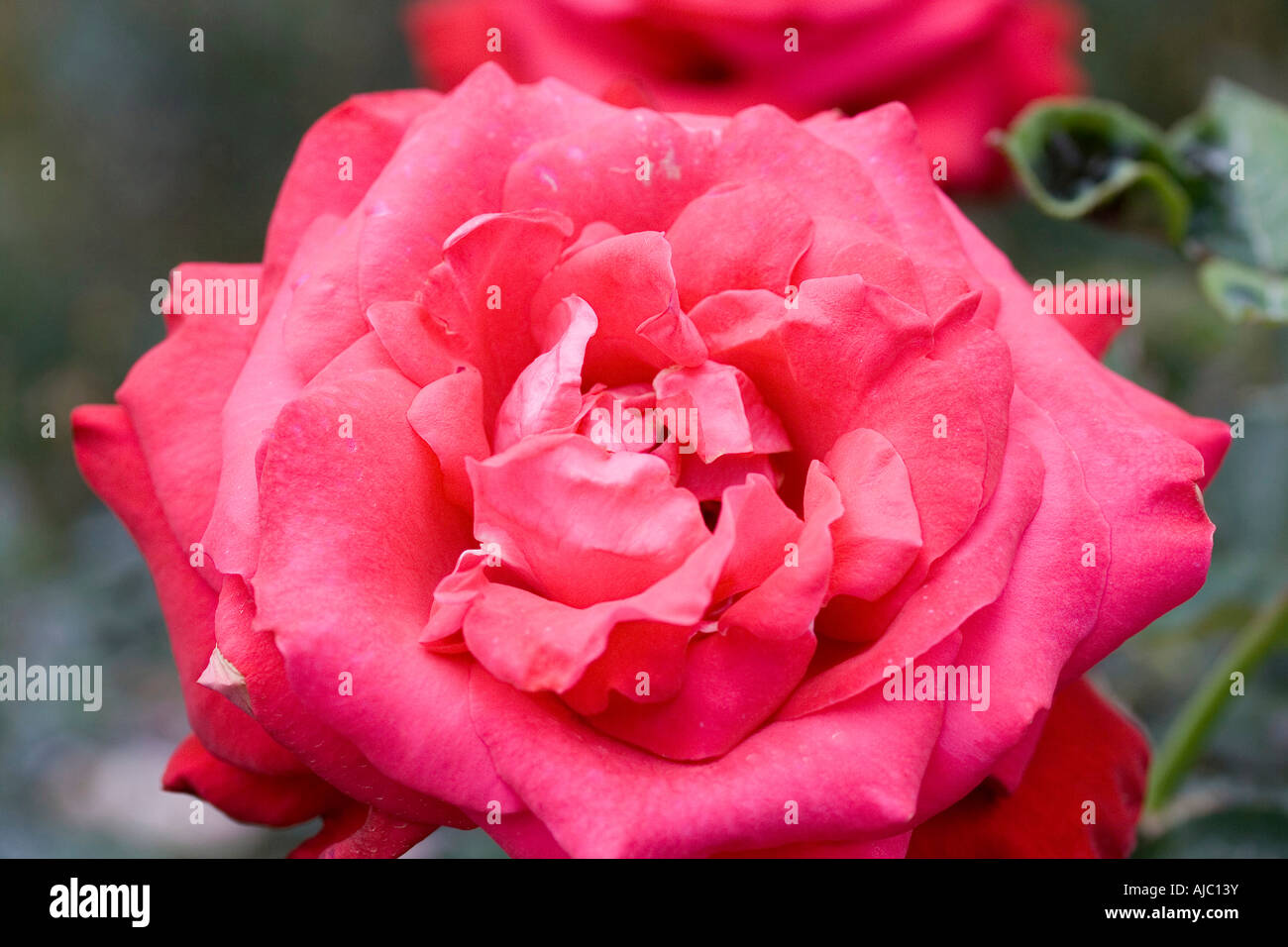 Photo Fleur Rond Rose fleur rond Banque de photographies et d’images à haute résolution ...