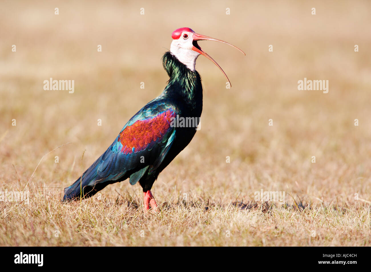 Une vue de côté les rares le Sud de l'Ibis chauve (Geronticus calvus) avec son bec ouvert Banque D'Images