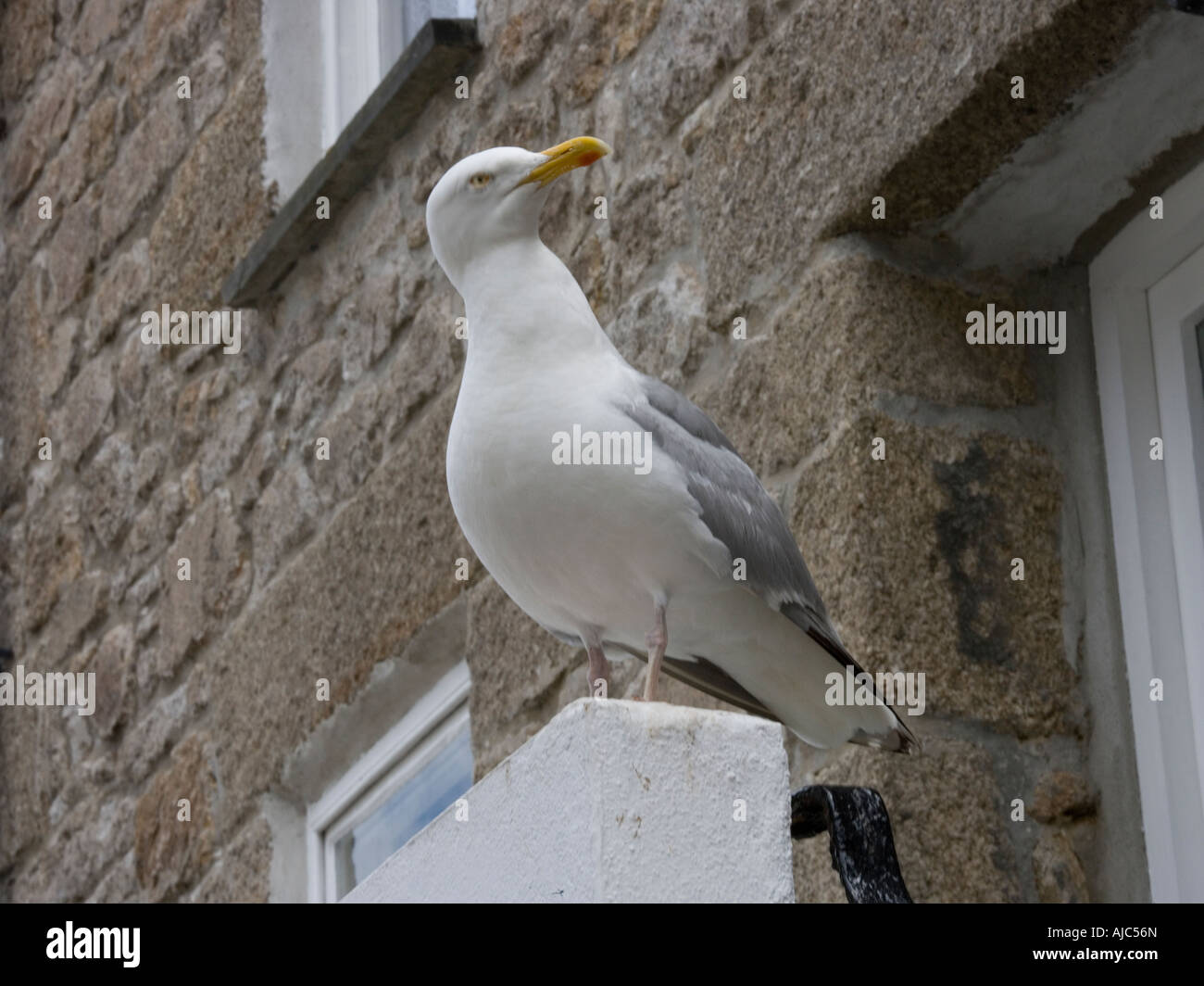 Seagull posant contre old stone house Banque D'Images