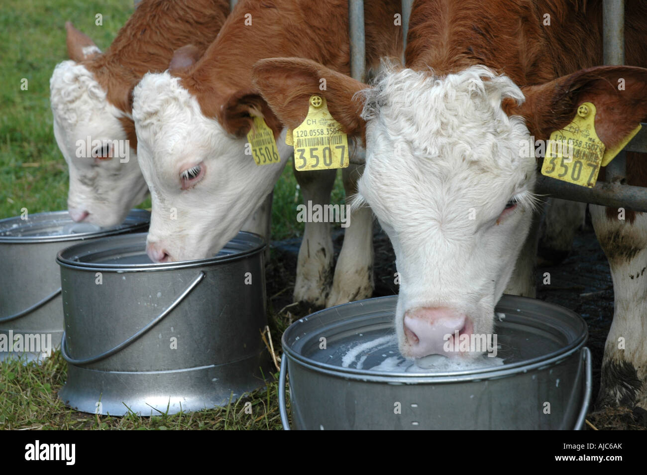 La production de viande de bovins élevés pour être nourris avec du lait dans la benne avec les tétines de caoutchouc alpes bernoises en Suisse Banque D'Images
