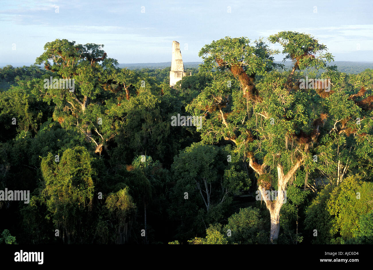 La jungle canopy vu du monde perdu mundo perdido El Peten Guatemala Tikal ruines Maya Banque D'Images