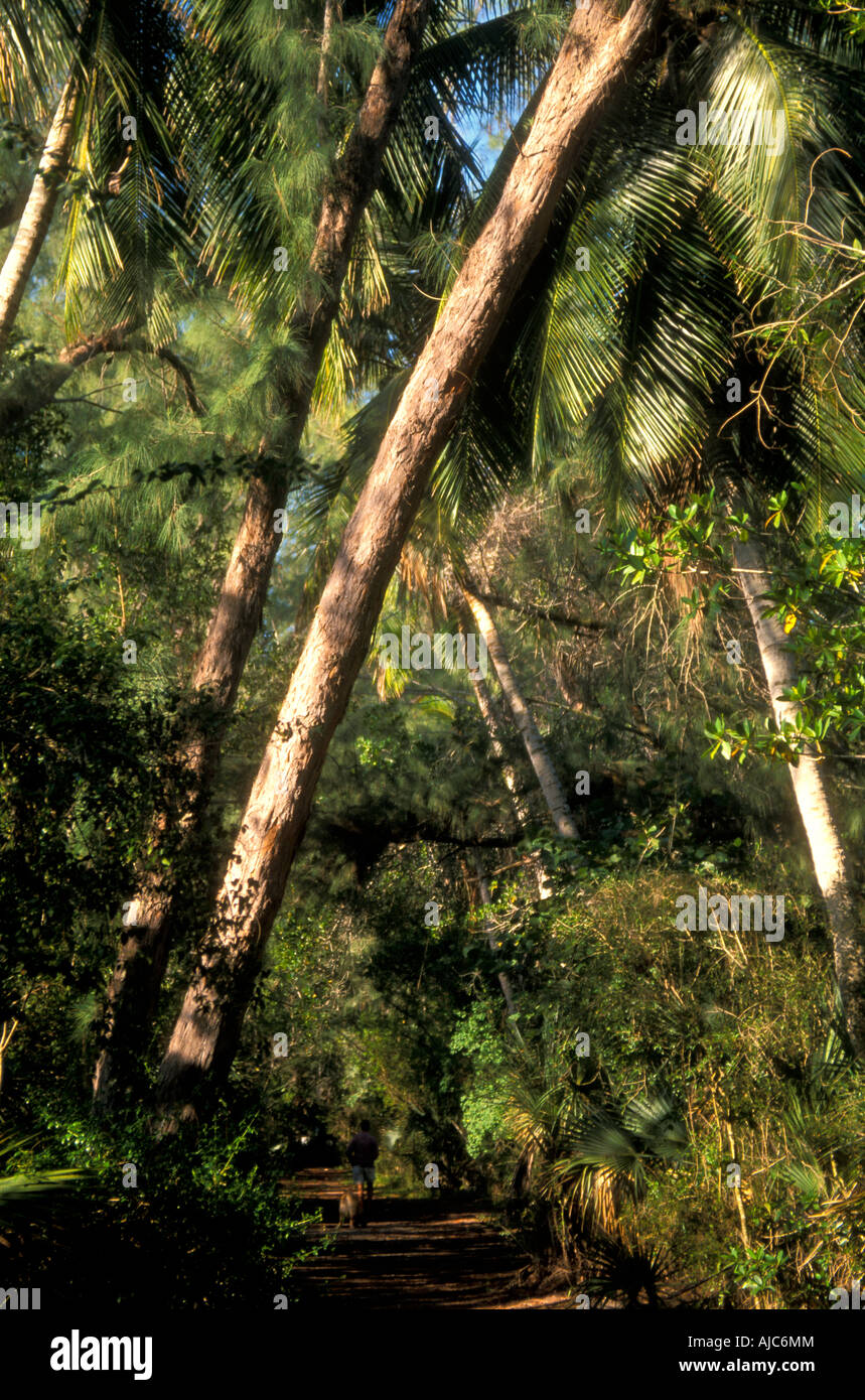 L'île de Sanibel, la Floride, de l'allée par enchevêtrement épais d'arbres, de palmiers, d'arbres casuarina Banque D'Images