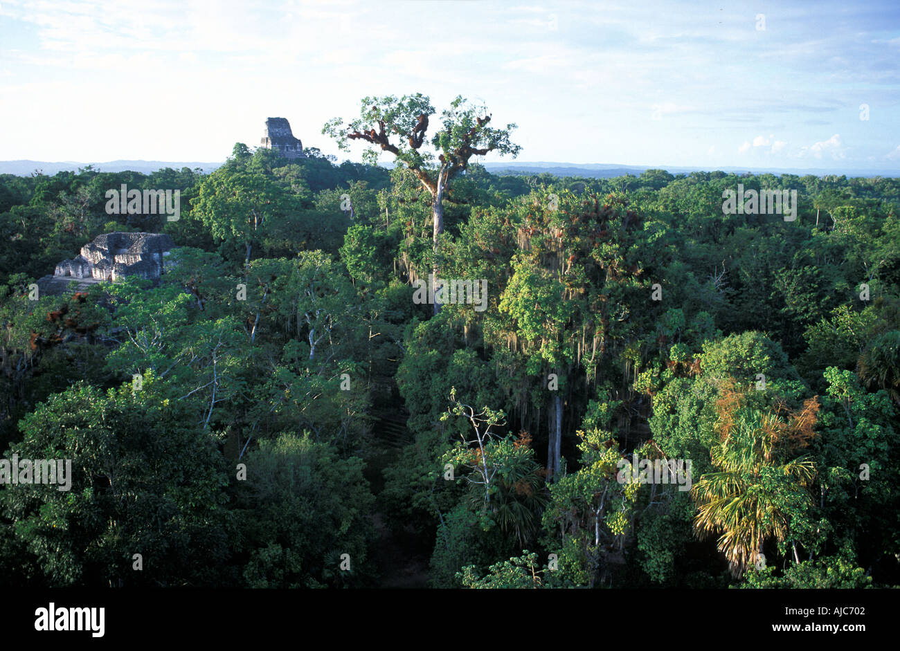 La jungle canopy vu du monde perdu mundo perdido El Peten Guatemala Tikal ruines Maya Banque D'Images