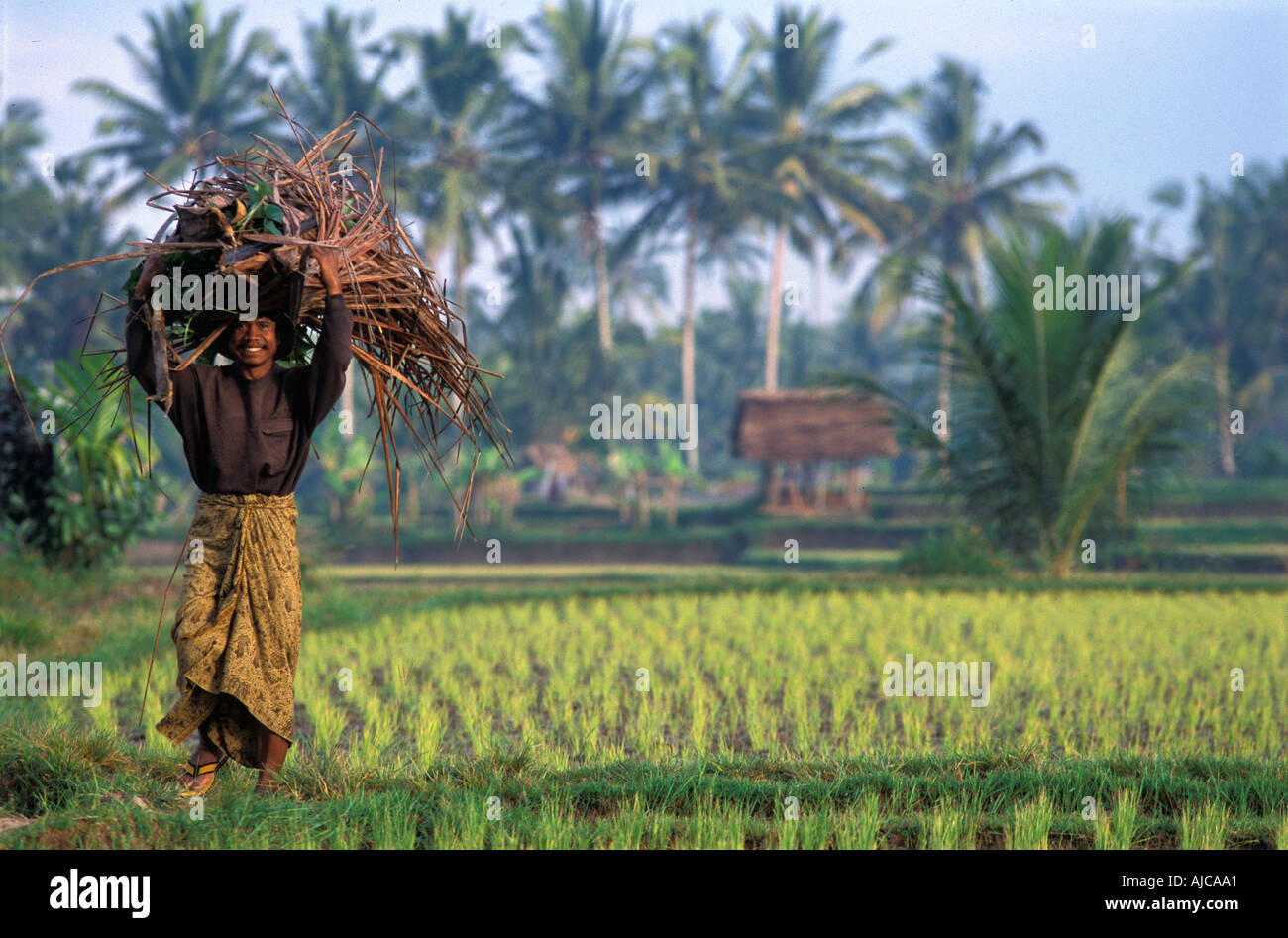 Dans l'homme balinais BALI un sarong et marche à pleine charge au milieu d'un champs de riz irrigué Ubud Bali Indonésie Banque D'Images