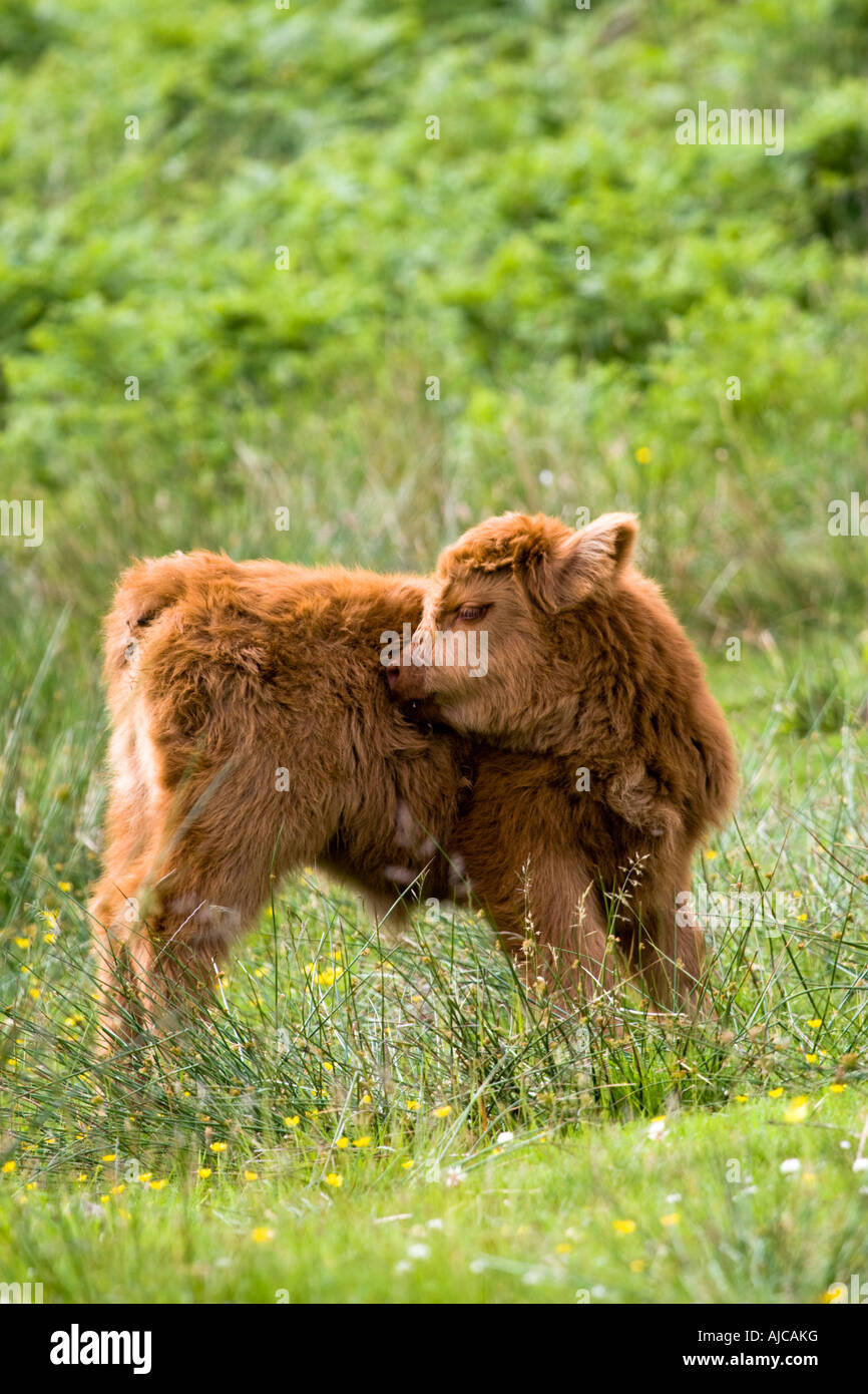 Vache Highland Bebe Photo Stock Alamy