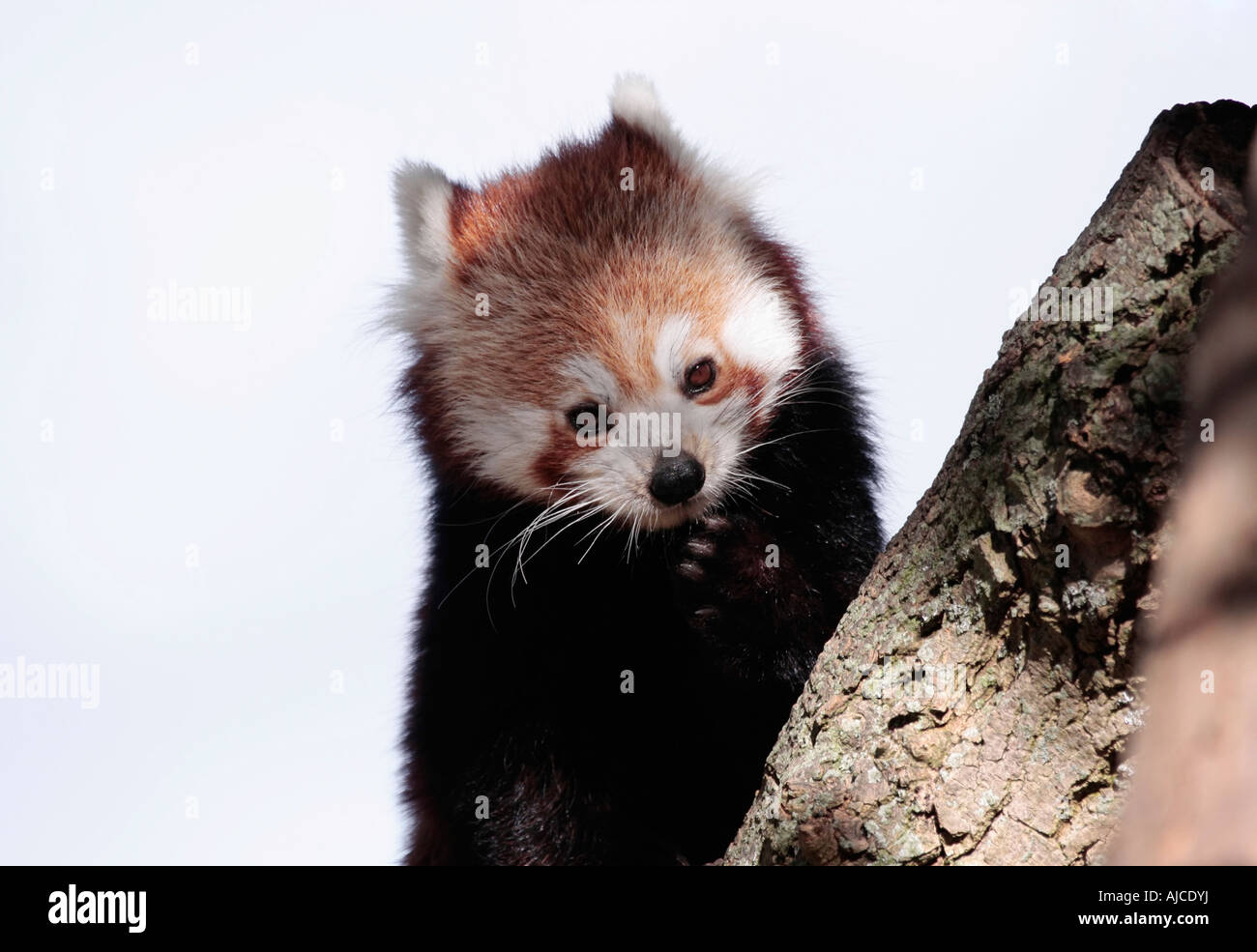 Portrait d'un seul Panda rouge (Ailurus fulgens) avec patte de réglisse Banque D'Images