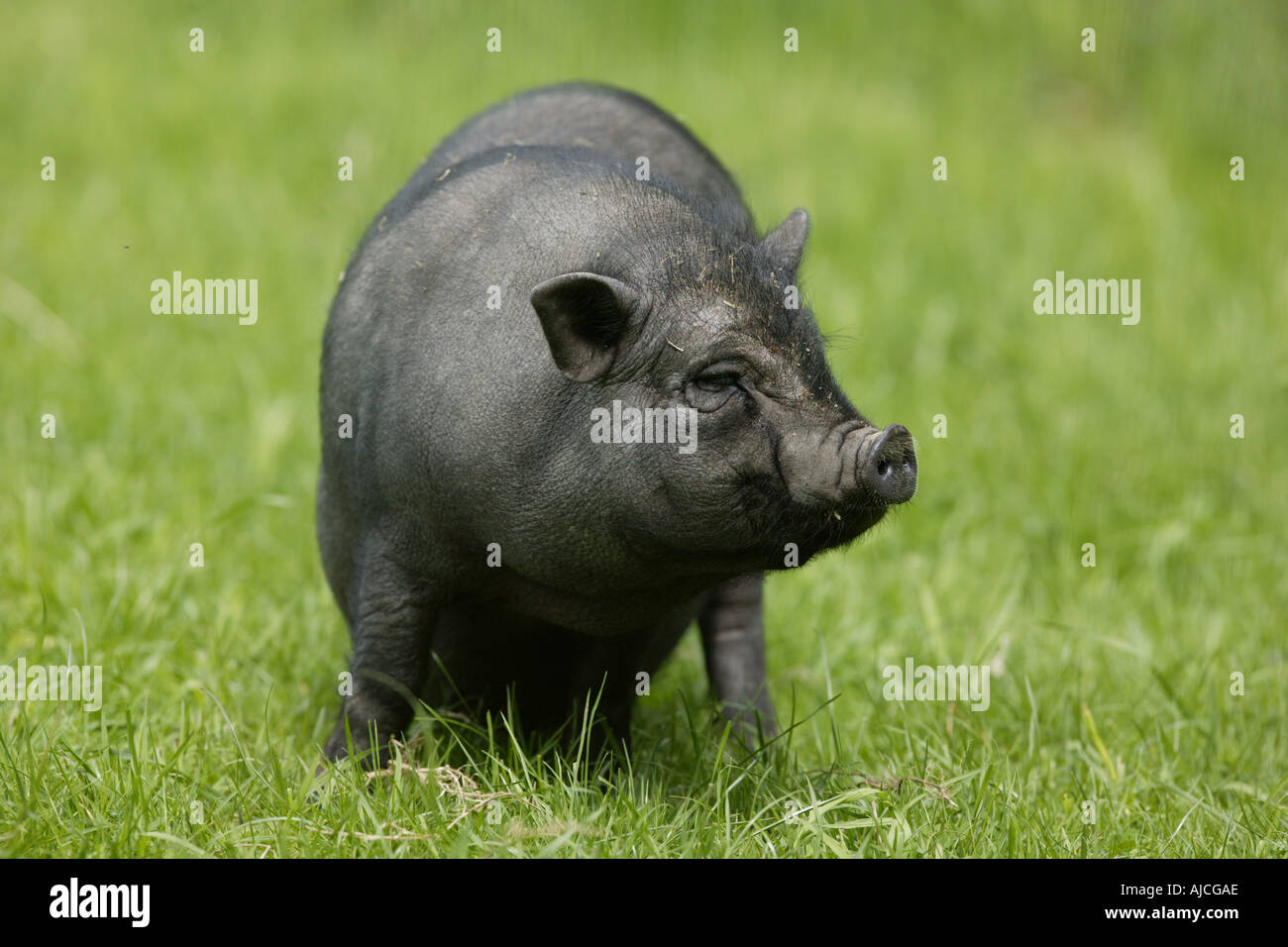 Pot bellied cochon vietnamien - Sus scrofa Banque D'Images