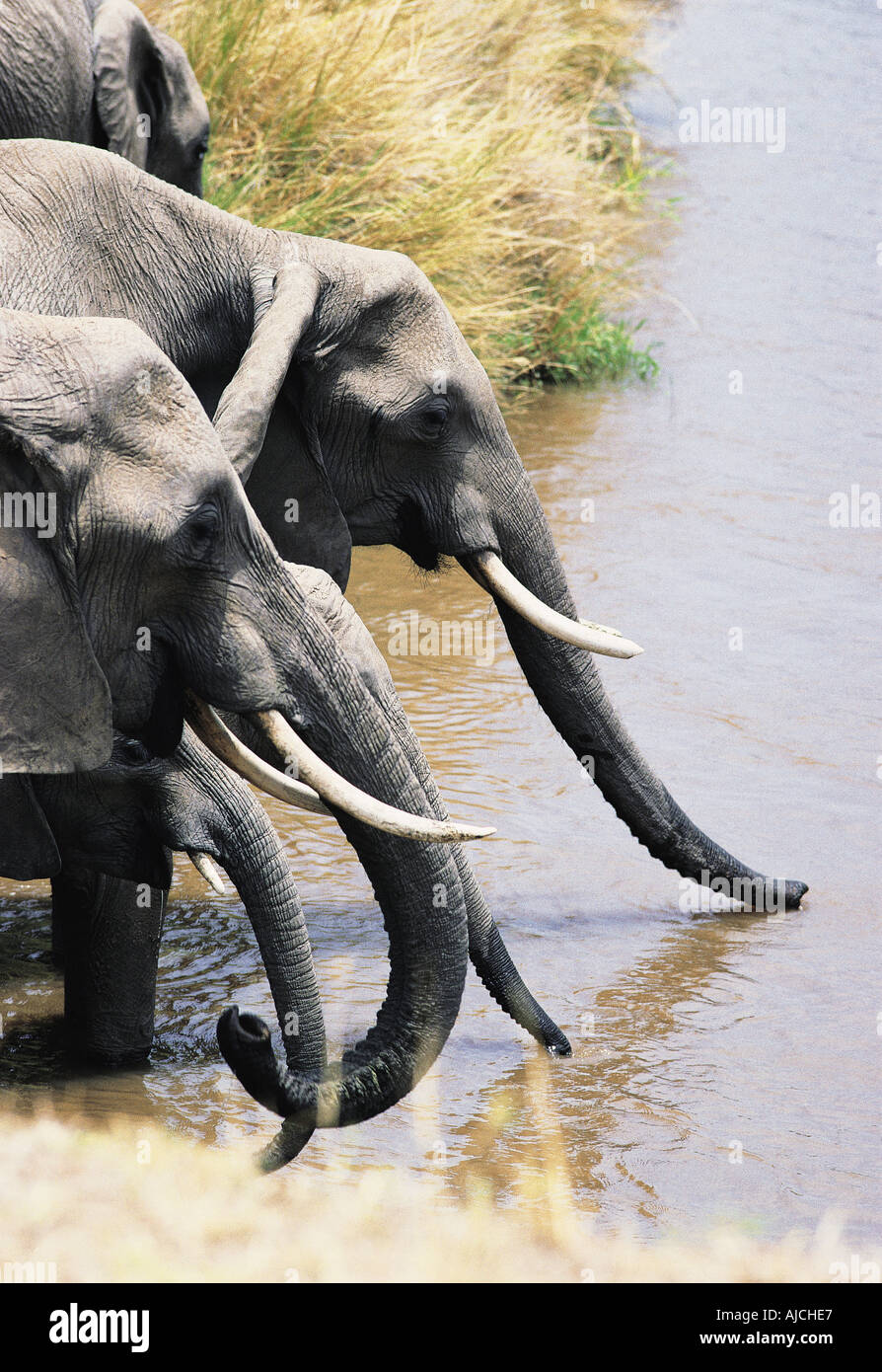 Les éléphants boivent dans la rivière Mara Masai Mara National Reserve Kenya Afrique de l'Est Banque D'Images