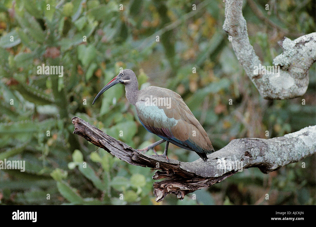 Hagedashia hagedash Ibis hagedash Parc national Queen Elizabeth en Ouganda Banque D'Images