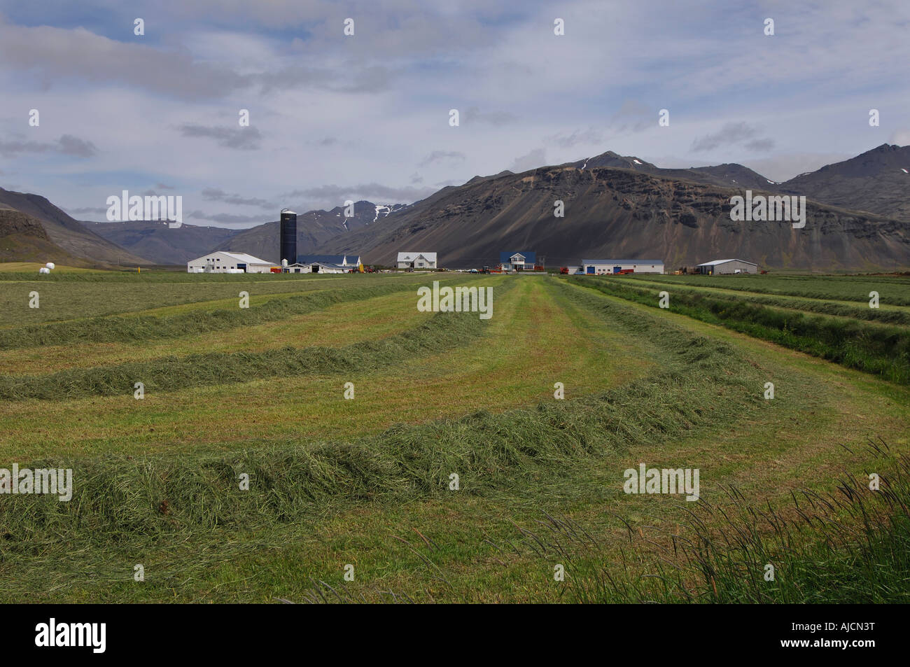 Le Hayfield récemment fauché sur une ferme à proximité de Laxardalur dans Hofn Fjords de l'Est Région de l'Est de l'Islande Banque D'Images