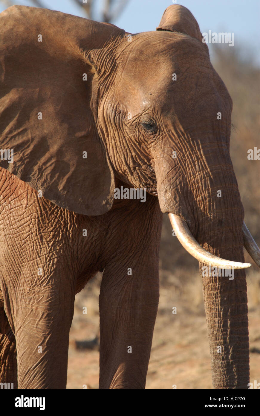 Profil de l'éléphant Banque D'Images