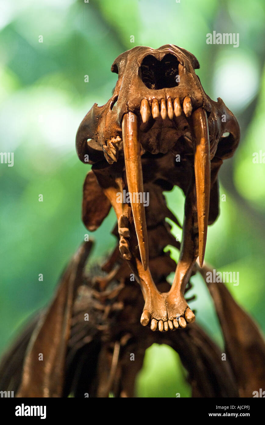 Dents de Sabre Tooth squelette crâne George C Page Discovery Museum d'Histoire Naturelle de Rancho La Brea Tar Pits Los Angeles Banque D'Images