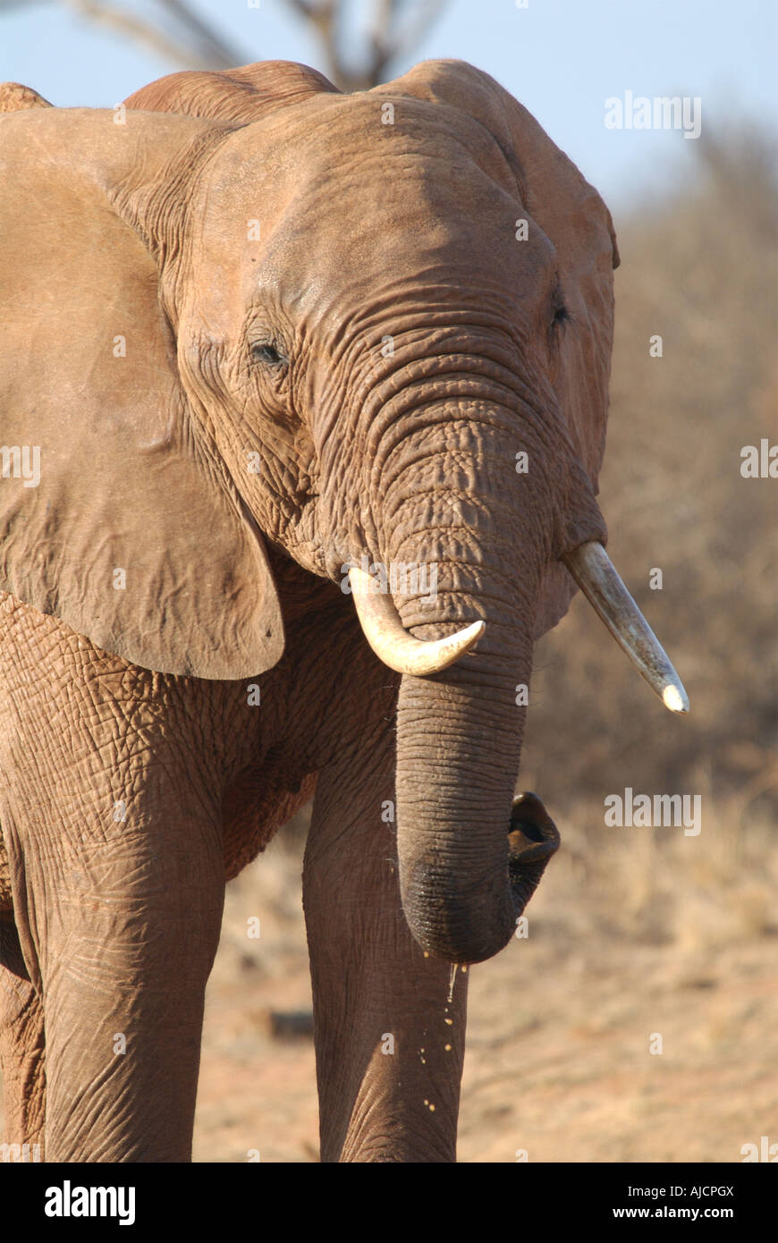L'observation d'éléphants Banque D'Images