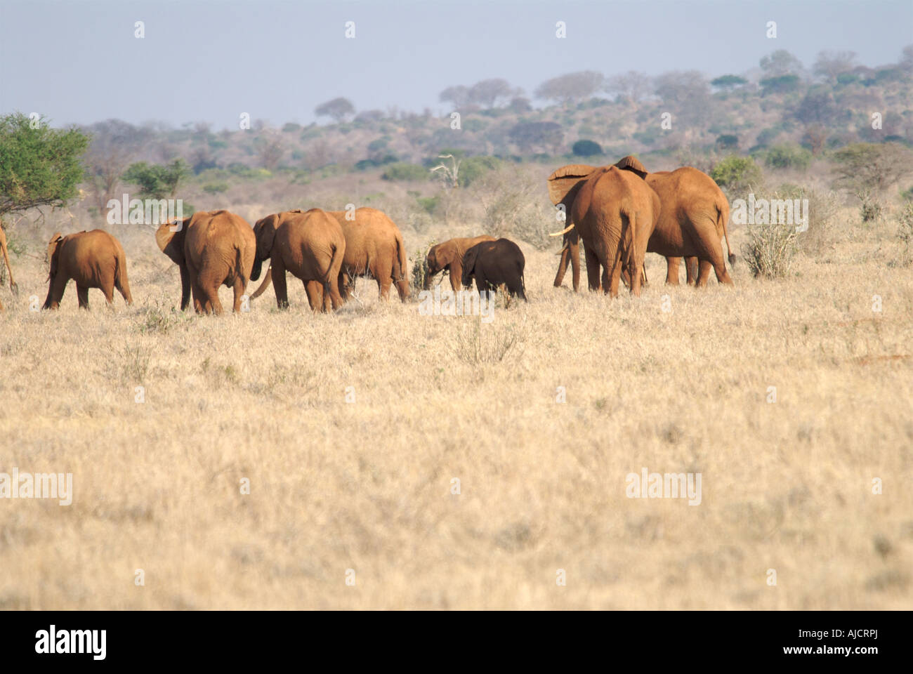 La position d'éléphants au loin dans la distance Banque D'Images